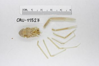 Media type: image;   Invertebrate Zoology CRU-11527 Description: Preserved specimen.;